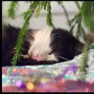 Meet your Posher, Carla